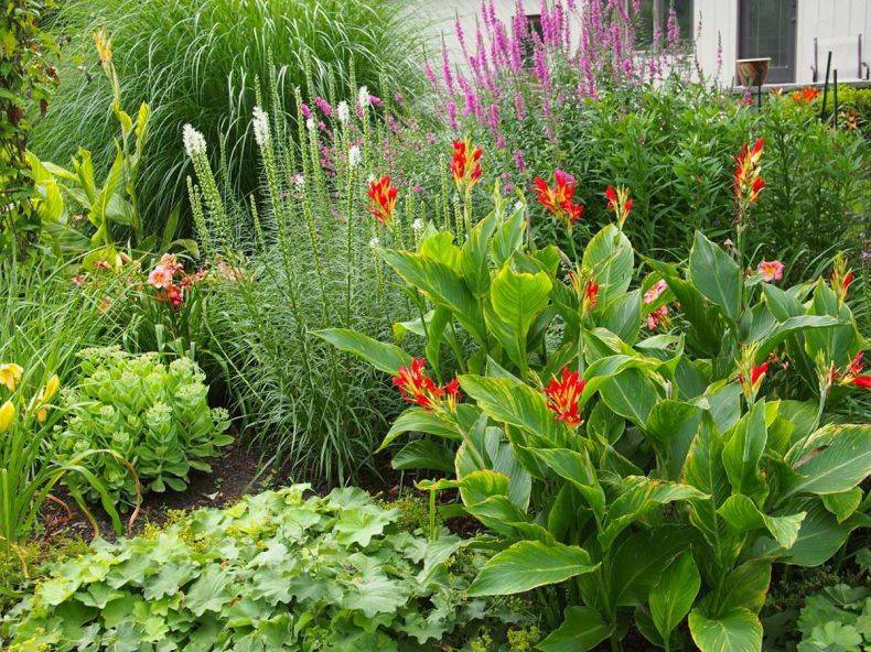 Про цветок канна в ландшафтном дизайне: посадка и уход в саду