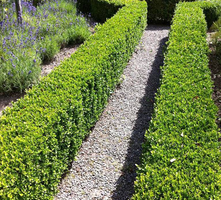Самшит вечнозеленый: как вырастить и ухаживать, посадка черенками в домашних условиях, обрезка кустарника, куст в саду
