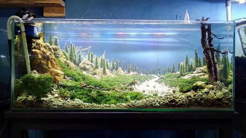 Как красиво оформить аквариум, дизайны аквариума с фото