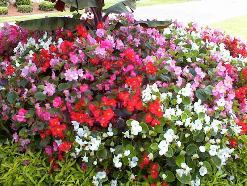 Бальзамин садовый: посадка и уход, фото сортов растения для открытого гоунта