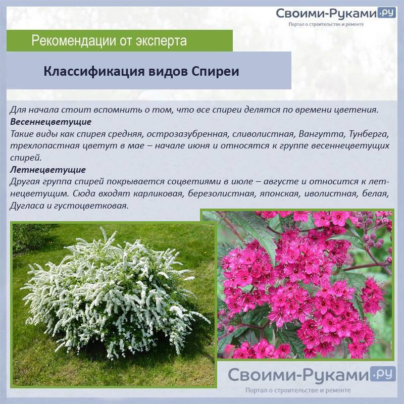 Размножение спиреи семенами описание и фото на supersadovnik.ru