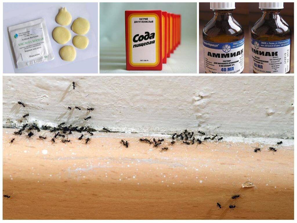 Как избавиться от домашних муравьев в квартире навсегда 20 способов